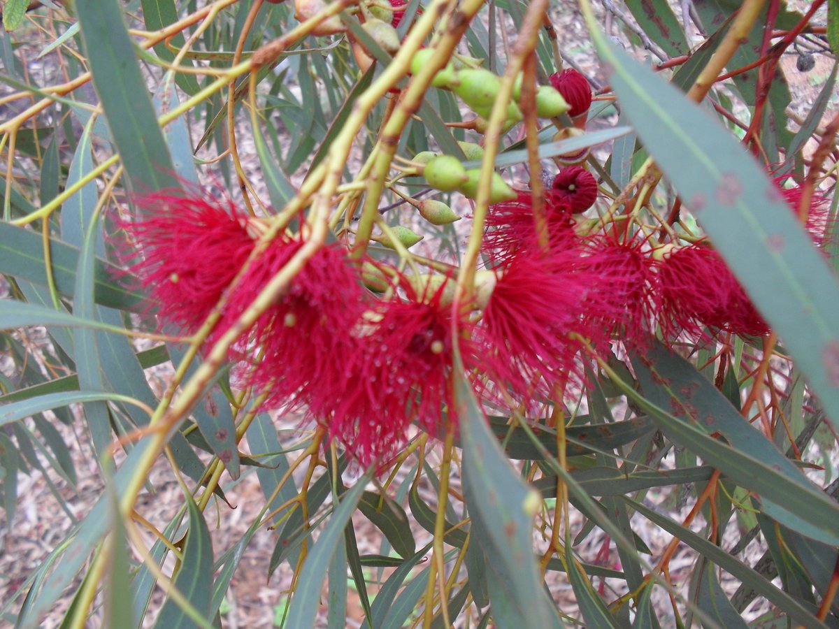 Eucalyptus leucoxylon megalocarpa